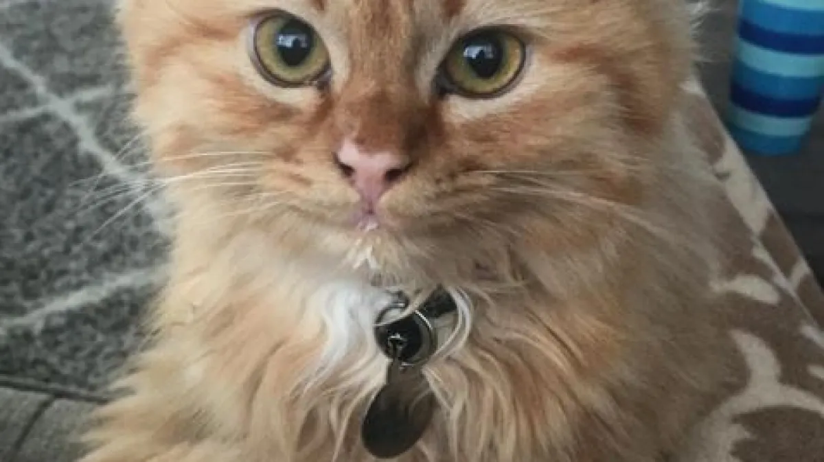 SRETNA MALA MAČKICA: 'Otkako smo ju uzeli iz azila, stalno nam se ...