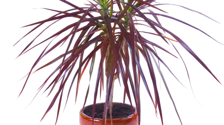 goldfruchtpalme braune spitzen Goldfruchtpalme (Areca) XXL-Gre kaufen