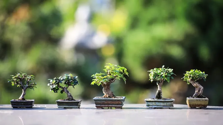 Kako odravati bonsai drvo - Net.hr