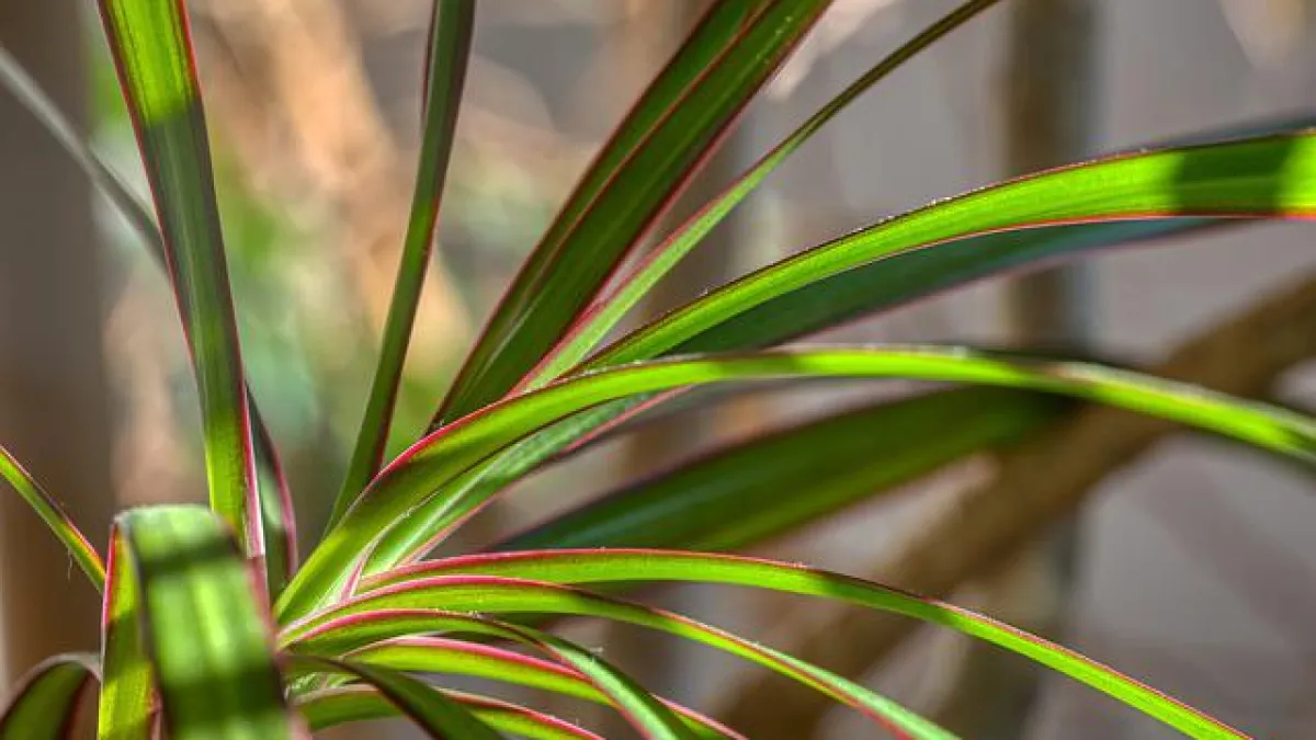 Dracena zalijevanje - kako se pravilo zalijeva dracena - Net.hr