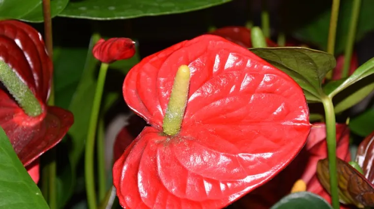 Crveni anthurium: Koje su osnovne karakteristike cvijeta crveni anthurium?  - Net.hr