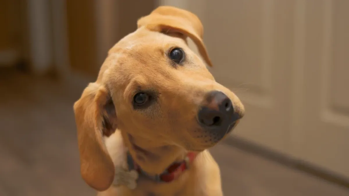 Zašto psi naginju glavu u stranu? Tri preslatka razloga iza ove simpatične geste