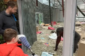 Pokazao je čimpanzi prostetičku nogu, reakcija koja je uslijedila bila je u potpunosti neočekivana