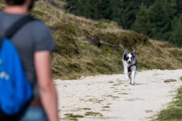 Psa hitno odvedite veterinaru ako ovo uočite nakon šetnje: 'Vrlo je opasno'