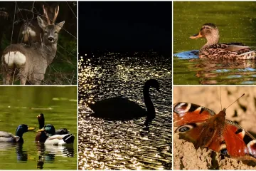 regionalni crosslink