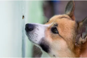Što ako psa ubode pčela? Stručnjakinja: 'U ovom slučaju hitno se javite veterinaru'