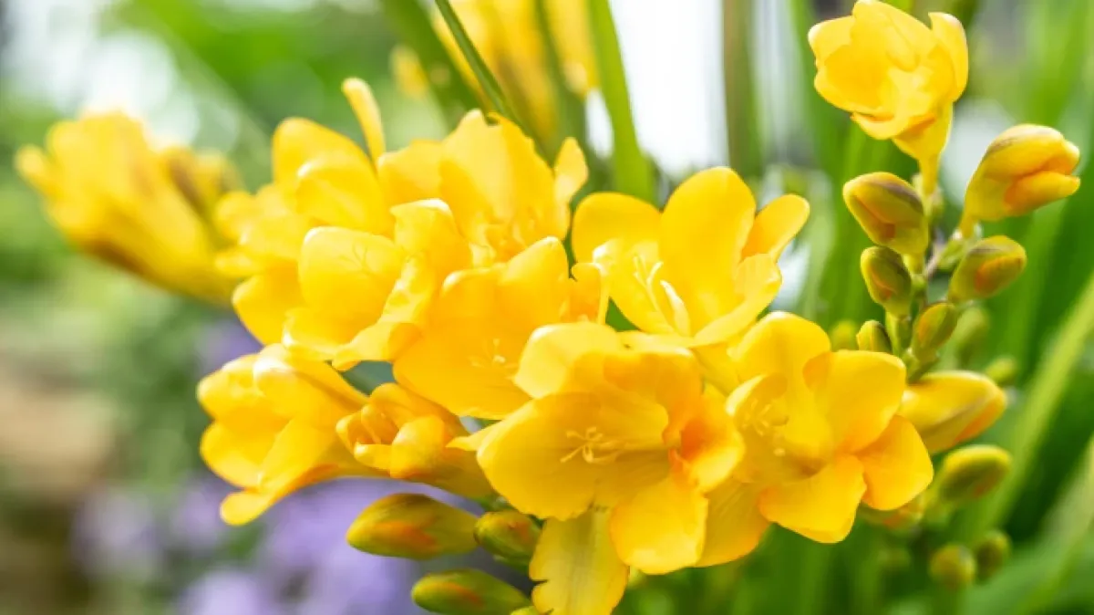 Šarene frezije ispunit će dom mirisom, a jednostavne su za uzgoj