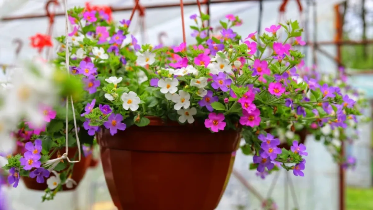 Nezahtjevna bakopa: Savršen izbor za tvoj vrt ili balkon ovog ljeta