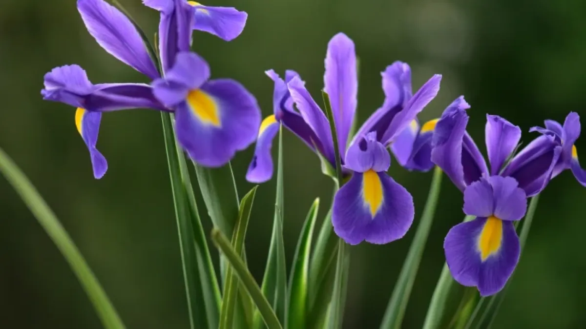 Znaš li koji je hrvatski nacionalni cvijet? Ujedno i ljepotica koja se sadi u proljeće