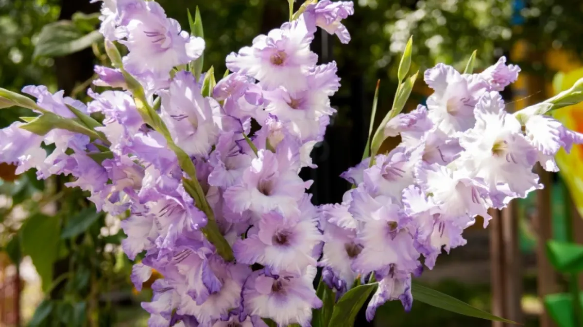 Vodič za uzgoj gladiola: Sve što trebate znati za raskošne cvjetove u vrtu i teglama