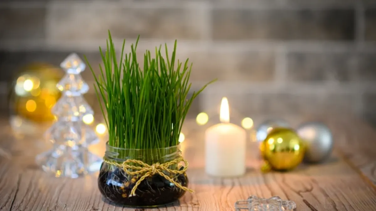 Zeleni simbol Božića: Vodič za uzgoj najljepše i najgušće pšenice