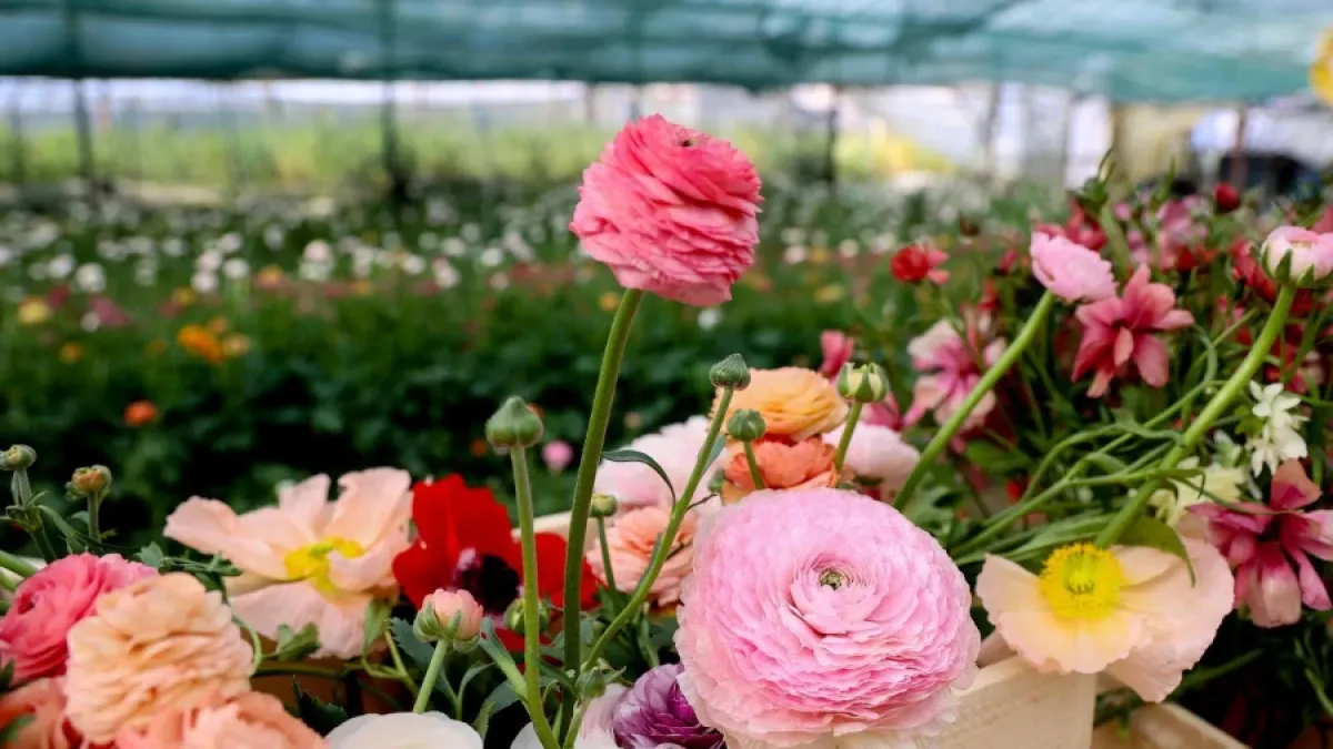 Bajkoviti prizori sa splitske farme ranunkula: Ovo prekrasno cvijeće idealno je za vjenčanja