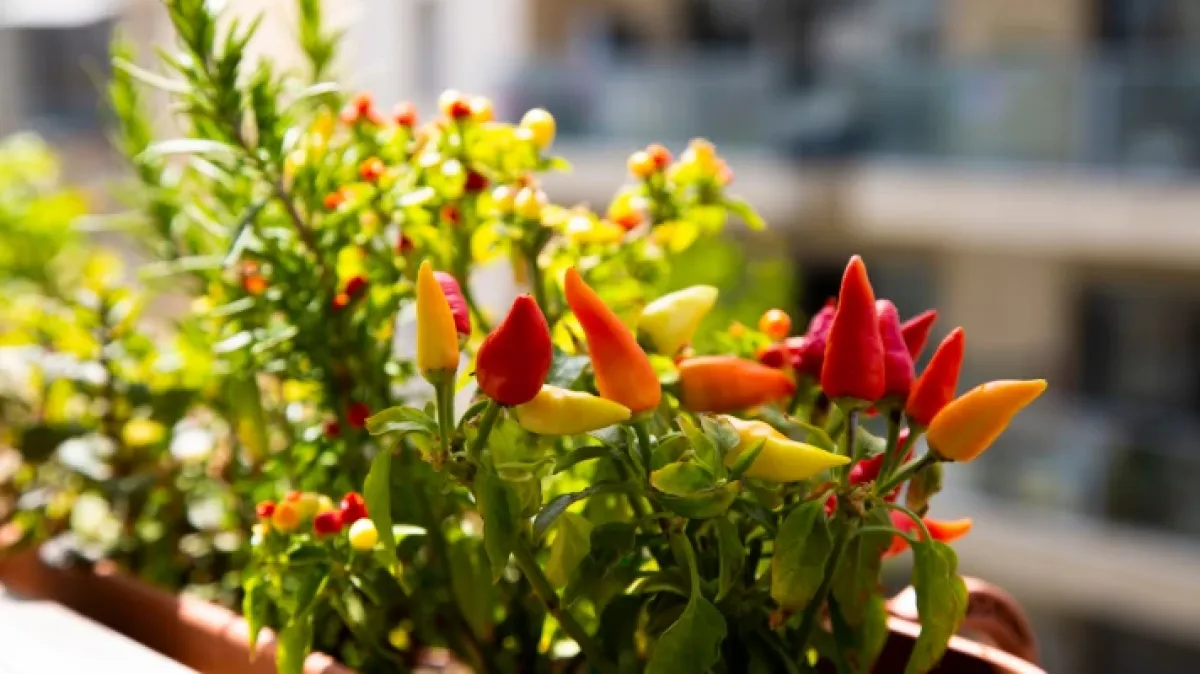 Vaš mali vrt: Kako jednostavno uzgojiti začine na balkonu