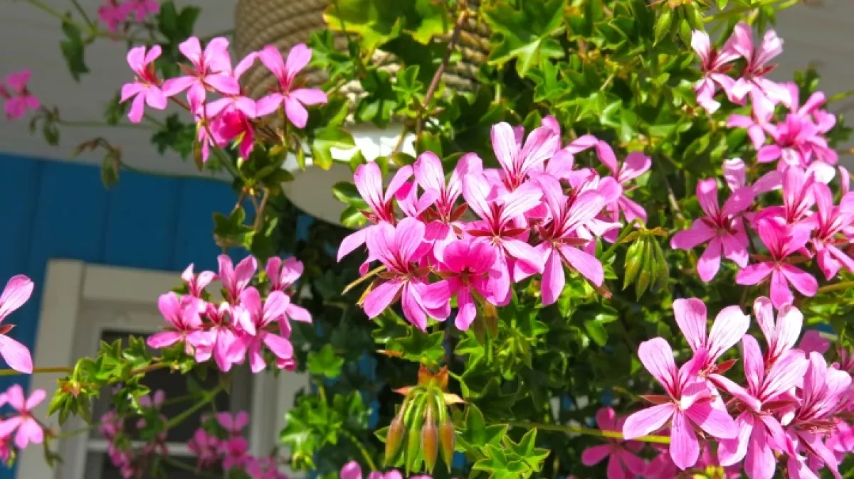 Vodič za pelargonije: Otkrijte tajnu neprekidnog c