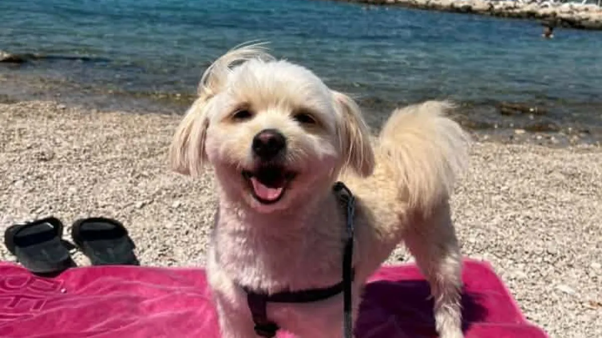 Mokre njuškice i vruće šapice: Pogledajte pse naših čitateljica kako osvajaju plaže
