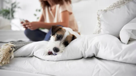 Stručnjaci upozoravaju: Ove stvari va&scaron; pas mrzi, a vi toga niste ni svjesni