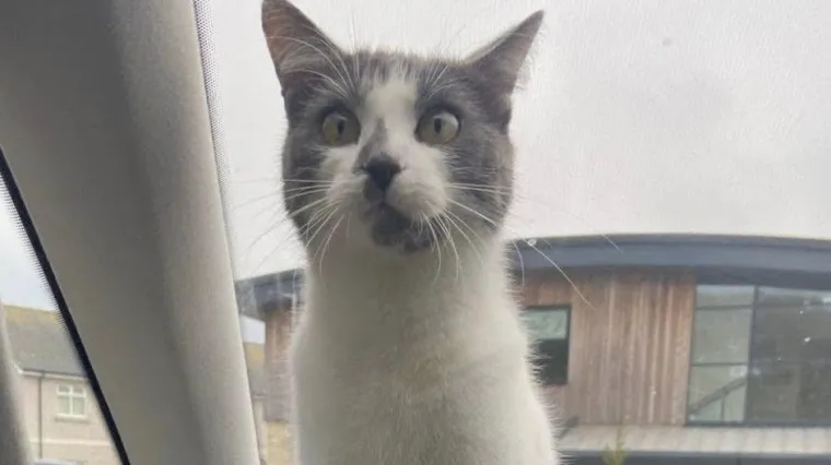 Nestala maca pronađena 640 kilometara od kuće! Otkriveno je kako je to genijalka uspjela izvesti