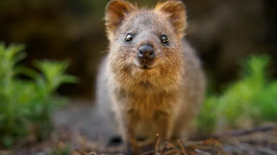 Prepoznajete li ovu premedenu životinju? Prati je lud mit koji nema veze s istinom