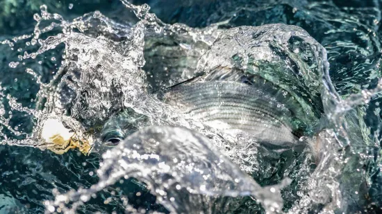 Bacite im malo kruha i u tren oka postat će pirane! Pogledajte kako haraju plićakom u Puli