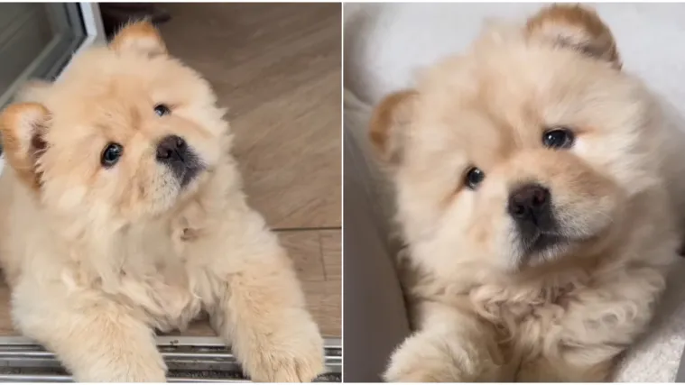 Preslatka i pufasta poput polarnog medvjedića: Bori se s velikim izazovom, ali rastapa brojna srca