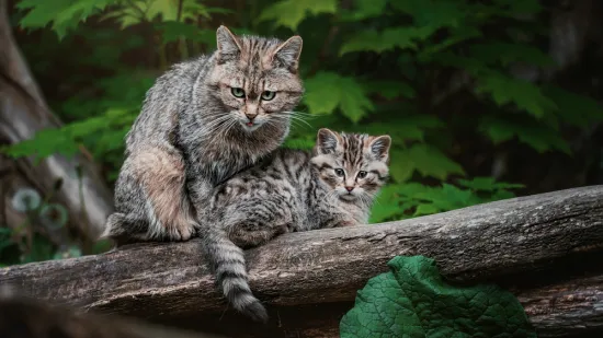 Dokaži se kao pravi poznavatelj mačaka i imaj barem pet točnih
