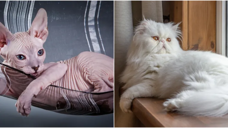 Ovo su najskuplje mačke na svijetu: Nevjerojatno, ali vrijede koliko i luksuzni automobili