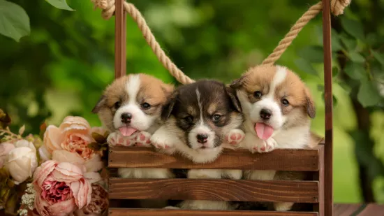 Dokaži se kao pravi znalac i prepoznaj barem sedam pasmina ovih štenaca