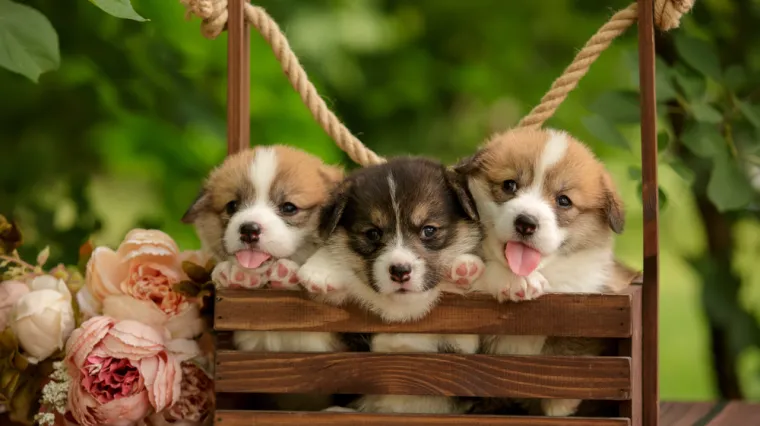 Dokaži se kao pravi znalac i prepoznaj barem sedam pasmina ovih štenaca