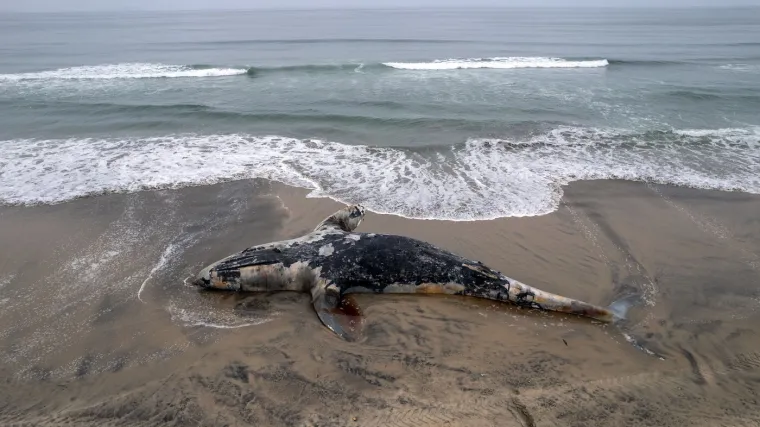 Valovi izbacili lešinu kita na plažu: Pogledajte akciju uklanjanja životinje od pet tona