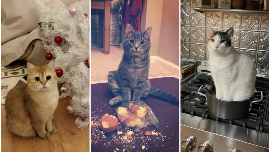 Zašto mace ovo izvode? Zato što im se može! No, svi ti prizori dio su njihova šarma i razlozi zašto ih volimo