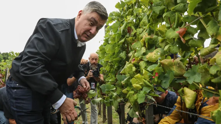 Pogledajte Milanovića u berbi grožđa na Plešivici: Ako ikad napusti politiku...