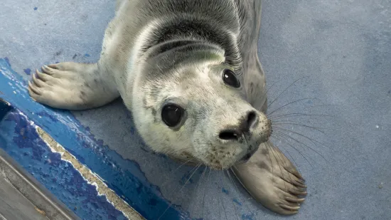 Ovaj mali tuljan spašen je iz pakla i pušten u svijet: Njegove okice pune sjaja rastopit će vam srce