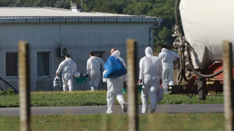 Kreće masovna eutanazija svinja na istoku Hrvatske: Otkriven krivac za širenje bolesti