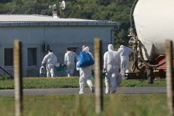 Kreće masovna eutanazija svinja na istoku Hrvatske: Otkriven krivac za širenje bolesti