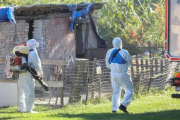 Što je afrička svinjska kuga od koje strepi Hrvatska? Jedan podatak posebno zabrinjava