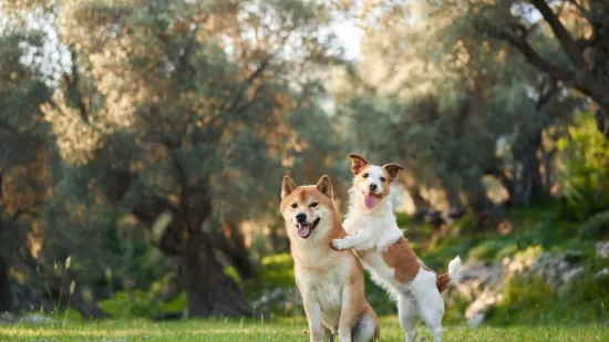 Samo će rijetki među vama prepoznati sve ove pasmine, dokaži se u kvizu kao istinski znalac
