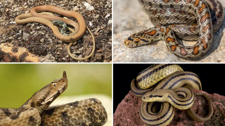 Riješi kviz i doznaj možeš li prepoznati sve zmije koje žive na području Hrvatske
