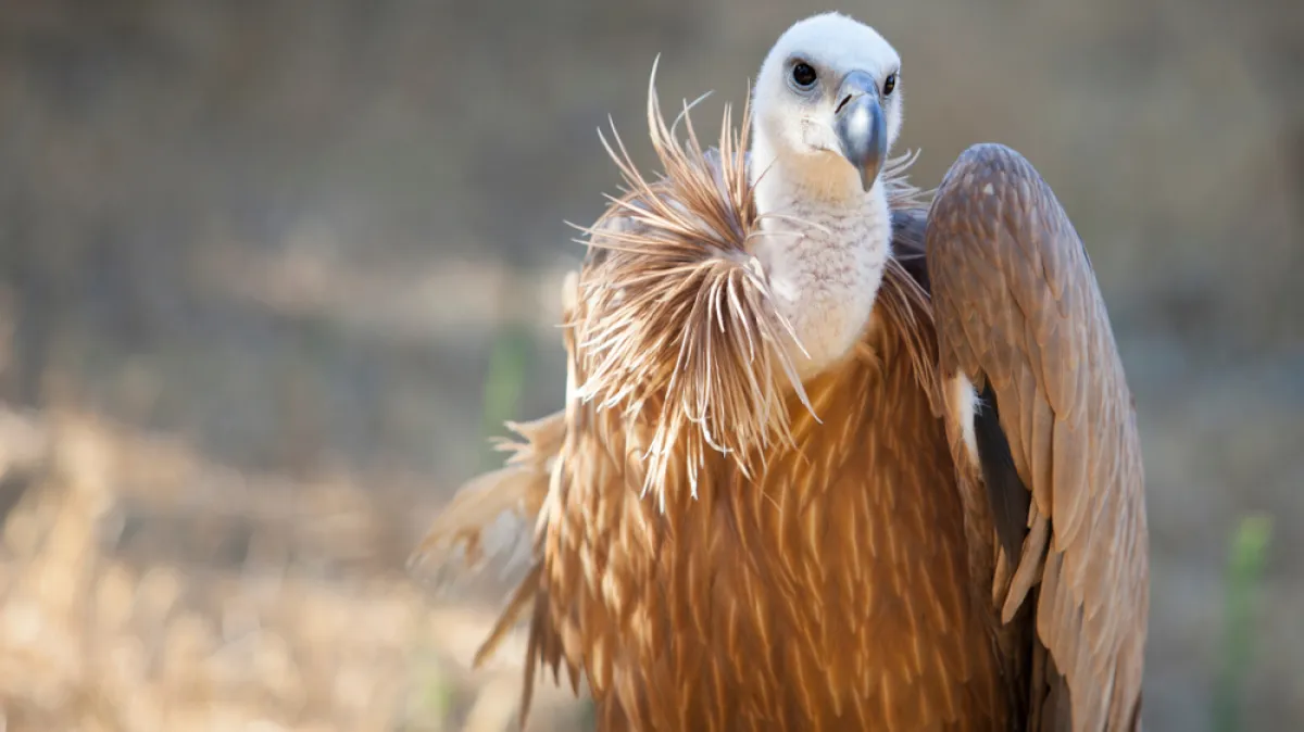 [KVIZ] Samo će genijalci znati sve o zaštićenim životinjskim vrstama Hrvatske