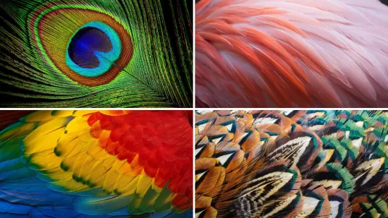 Možeš li prepoznati sve vrste ptica samo prema uzorku pera? Provjeri svoje znanje na kvizu