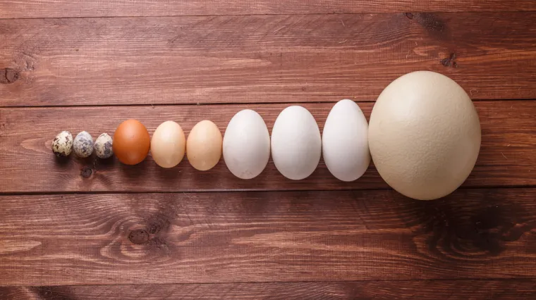 Pokušaj prepoznati barem četiri jaja ovih ptica, a samo će rijetki znati sve