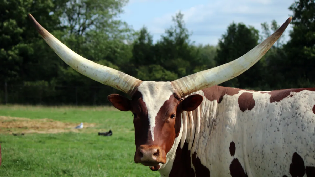 [KVIZ] Znaš li sve o životinjama s rogovima?