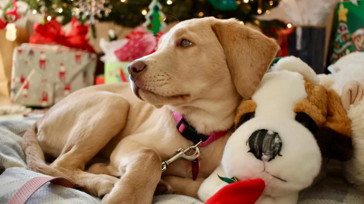 Kako uključiti svog psa u božićne proslave? Neka i on osjeti blagdansku čaroliju