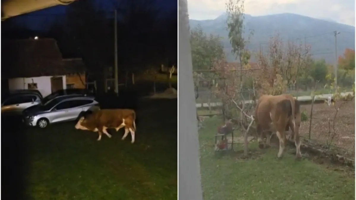 Odlutali bik mjesecima ulazi u dvorišta i uništava ljudima imovinu: 'Ta rika kao da je iz pakla'