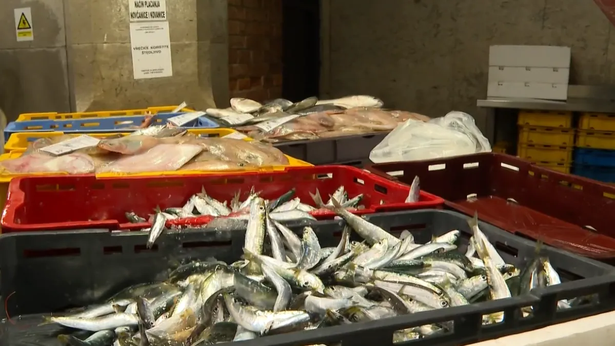 Konačno je ima i stigla je u ribarnicu! Zbog nje su neki stajali u redovima: 'Divota Božja'