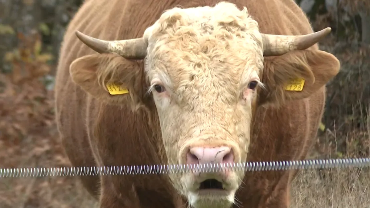 Usmrćen bik Miško koji je u Gračacu lutao bez nadzora! Razgovarali smo s bivšim i novim vlasnikom
