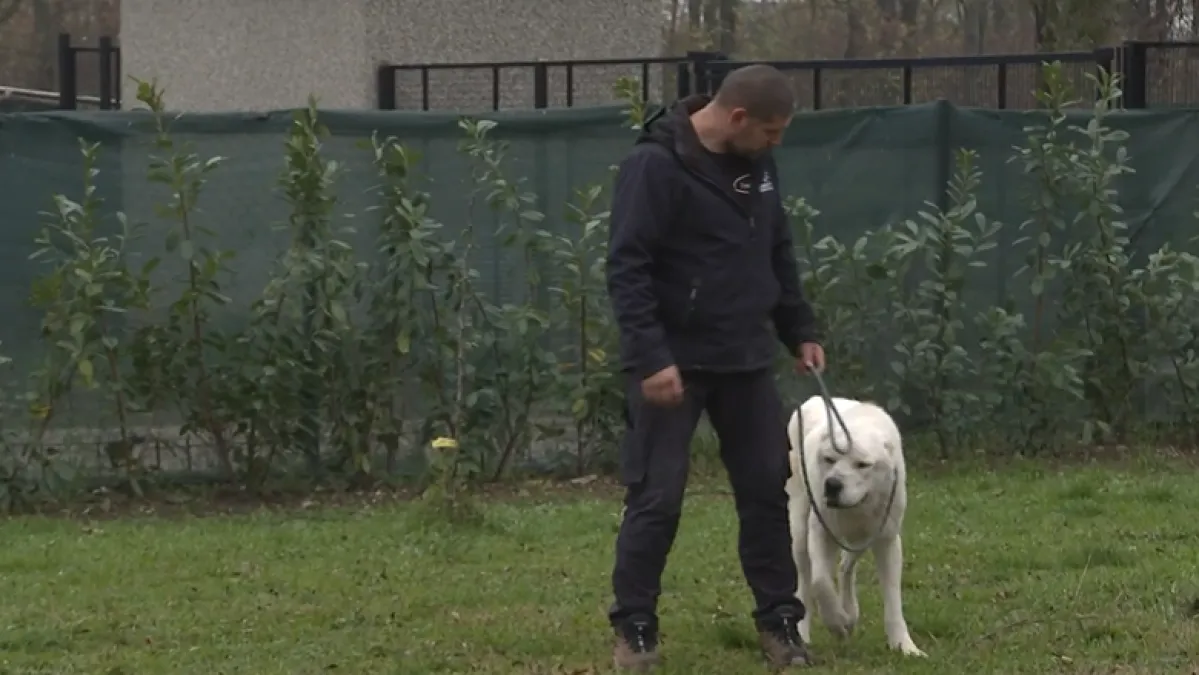 Konan, velik kao div i zaigran kao beba spašava živote doniranjem krvi: Ovako to izgleda
