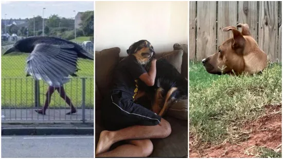 Ove fotografije će vam potpuno pomutiti pamet: Možete li shvatiti što se na njima nalazi?