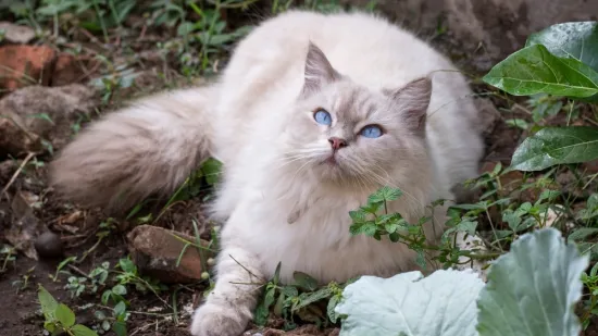 Odaberite savršenog kućnog ljubimca: Ovih osam pasmina mačaka idealne su za obitelji s djecom