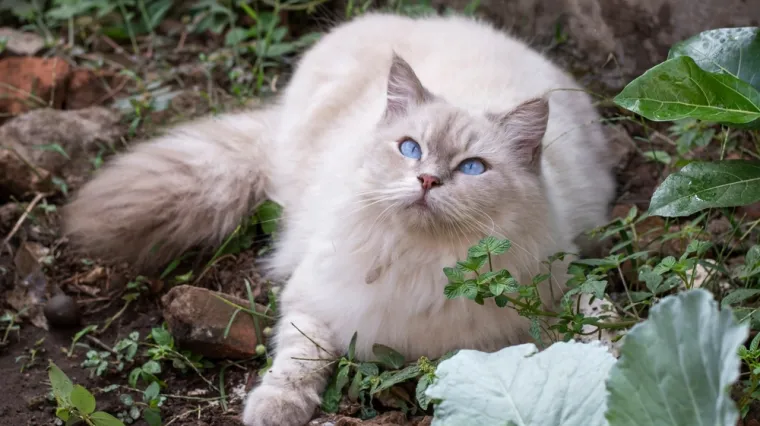 Odaberite savršenog kućnog ljubimca: Ovih osam pasmina mačaka idealne su za obitelji s djecom