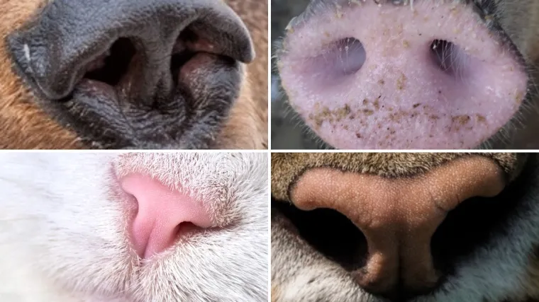 Možeš li prepoznati ove životinje po njuški: Možda izgleda jednostavno, ali lako se poskliznuti